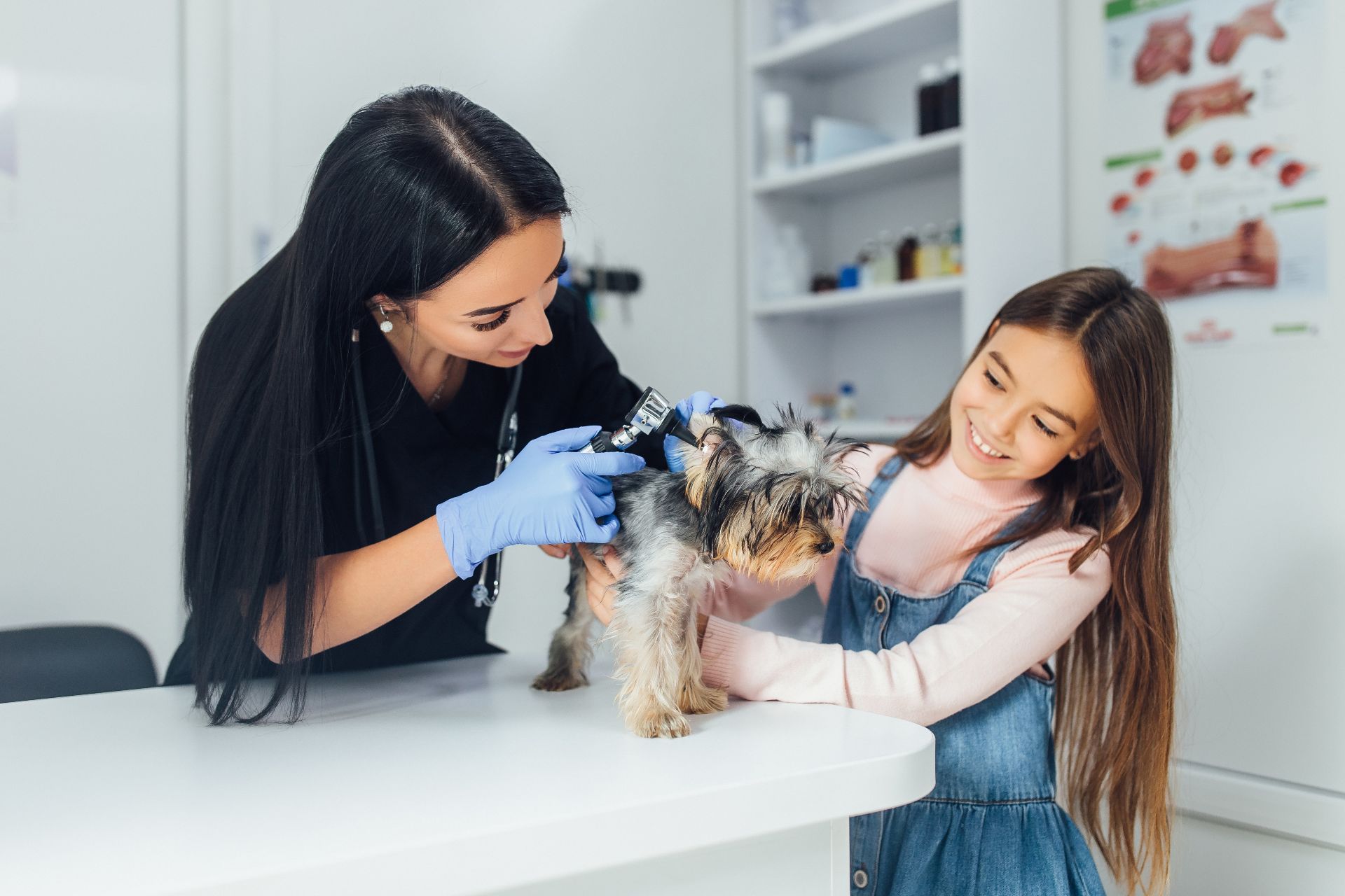 compressed-professional-veterinarian-check-dog-breed-yorkshire-terrier-using-otoscope-pet-hospital