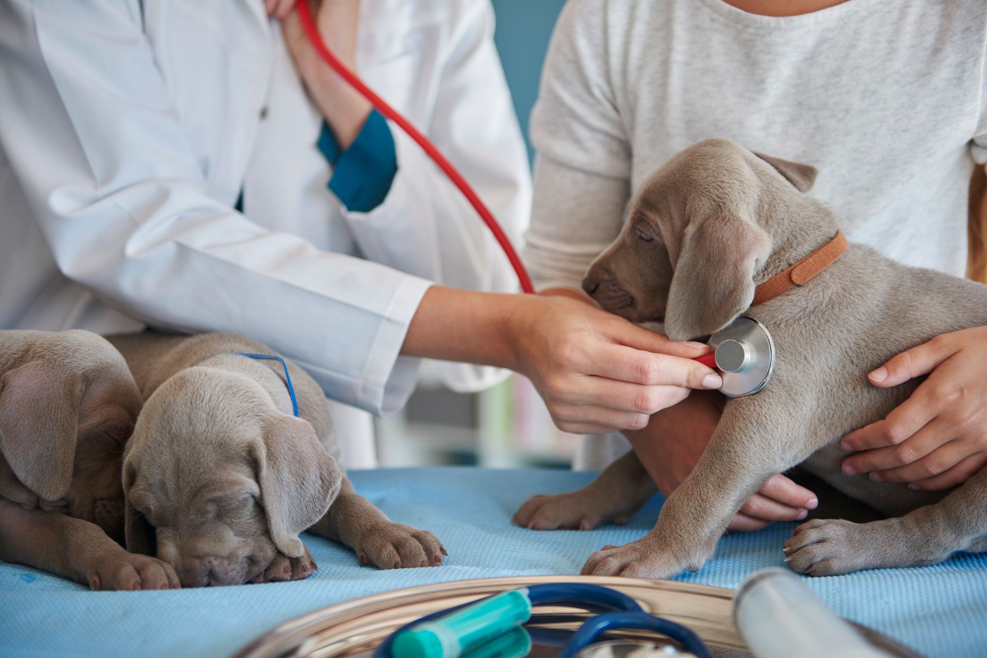 compressed-vet-doing-routine-examination