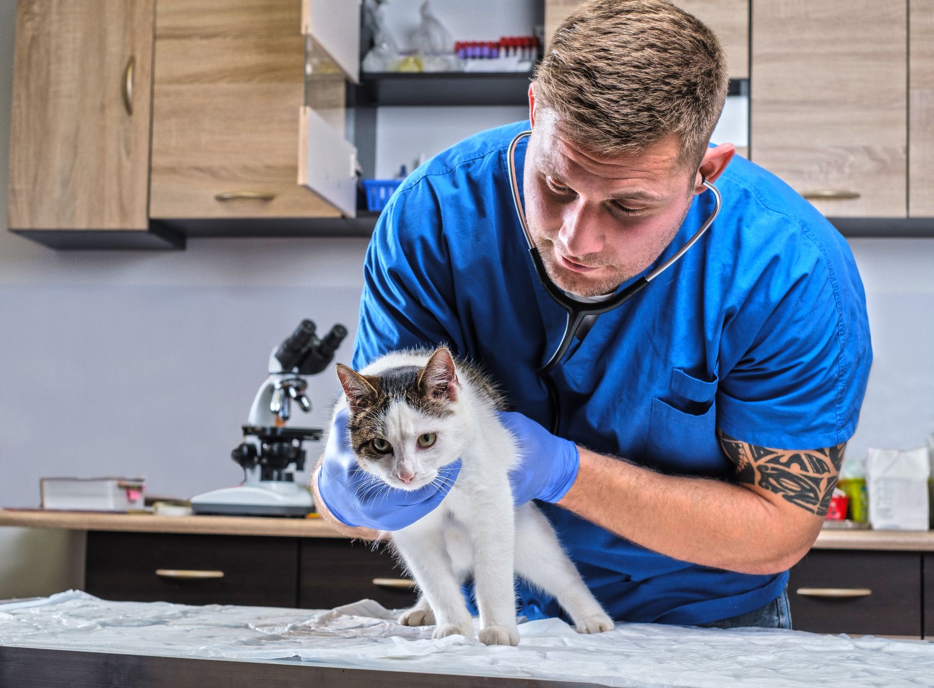 compressed-veterinary-doctor-examining-sick-cat-with-stethoscope-vet-clinic